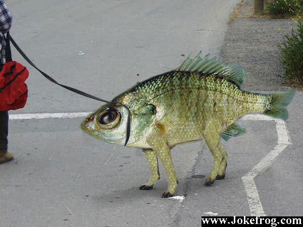 Peixe tipo Cao